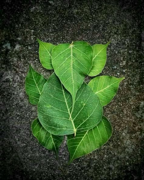 Varalakshmi Decoration, Ganpati Drawing, Poo Kolam, Leaf Art Diy, Hinduism History, Cute Flower Drawing, Leaf Craft, Home Flower Decor, Rangoli Side Designs