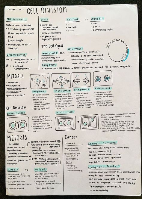 Cell In Biology, Cell And Molecular Biology Notes, Biology Vocabulary Notes, Study Notes Ideas Biology, Biology Notes Cell Division, Cell Biology Notes Gcse, Cell Communication Biology Notes, Genetics Aesthetic Notes, Biology Revision Gcse Mitosis