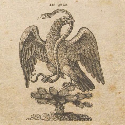 Vintage Eagle Illustration, Bird Engraving, Mind Shift, Vintage Reference, Hawk Tattoo, Heraldry Design, Flash Ideas, Mexican Art Tattoos, Eagle Drawing