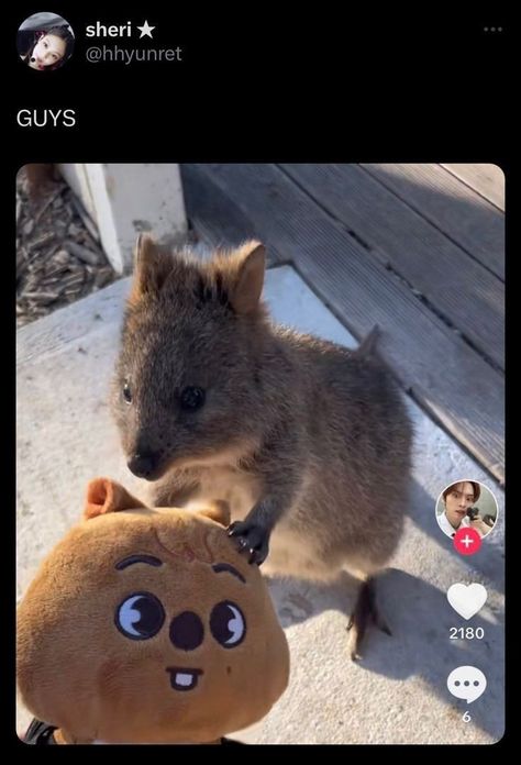 Unusual Animal Friendships, Han Quokka, Silly Kids, Animals Friendship, Baby Squirrel, Unusual Animals, About Animals, Skz In Cute, Savage Kids