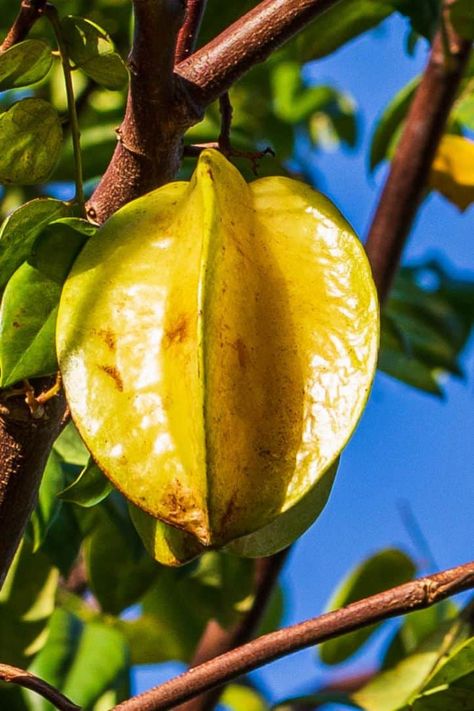 Soursop Tree, Jamaican Fruits, Soursop Fruit, Fruit Health, Star Apple, Tropical Food, Star Fruit, Dried Bananas, Fruit Benefits