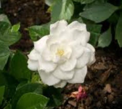 Veitchii Everblooming Gardenia Fairy Fountain, Stamped Concrete Patio, Attracting Bees, Moon Garden, Stamped Concrete, Low Maintenance Plants, Plant Pictures, Hedges, Picture Gallery