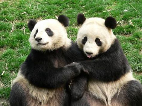 Community Post: 16 Pictures Of Animals Holding Hands Panda Stuff, Touching Photos, Love Panda, Cute Pandas, Panda Lindo, Dog Breeds Medium, Giant Pandas, Panda Panda, Panda Express