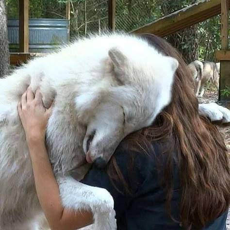 Rescued Arctic Wolf and caretaker. My heart melts at this wolf is so so grateful for his rescue. Thank God for people who have compassion for these lovely creatures. Wolf Love, Beautiful Wolves, Arya Stark, White Dog, White Wolf, Blue Heeler, Cane Corso, Australian Shepherd, Doberman