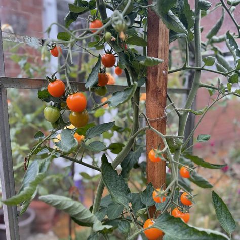 🍅These little HoneyDrop tomatoes have been amazing!🍅 First to produce fruit and so many too! A lovely sweet cherry tomato 😋 thank you again to @snewland97 for sending me the seeds 🌱 My tomatoes are just getting going with fruiting which for me, is totally normal. I’ve seen a lot of people saying how behind tomatoes are this year but I don’t usually harvest my first until into the first week of August, which is exactly what I did this year 😆 Remember tomatoes can potentially fruit until Chri... Gardening Tomatoes, Canning Tomatoes, Tomato Garden, Cherry Tomato, Sweet Cherries, A Lot Of People, First Week, Cherry Tomatoes, Tomatoes