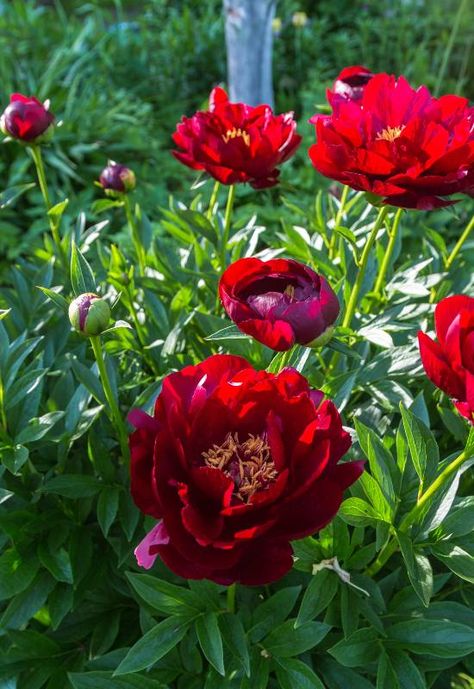 ‘Buckeye Belle’ Peony (Paeonia officinalis x lactiflora ‘Buckeye Belle’) Peony Varieties, Paeonia Lactiflora, Growing Peonies, Red Peony, Rainbow Garden, Red Charm, Red Peonies, Coral And Gold, Inspo Board