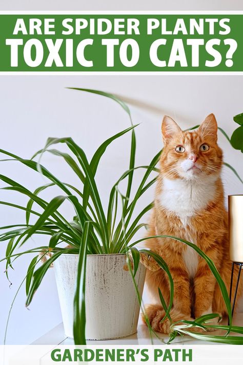 Some cats love to nibble on spider plants, so you may be wondering whether it's safe for them to chew on this grass-like houseplant. You may also wonder why your feline companion is so obsessed with this particular plant. Learn whether spider plants are toxic to cats now on Gardener's Path. #spiderplant #gardenerspath Safe House Plants, Keeping Plants Alive, Toxic To Cats, Toxic Plants For Cats, Vegetable Benefits, Houseplant Care, Safe House, Cats Stuff, Cat Paintings