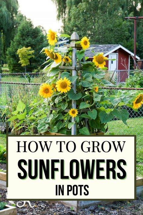 Here are 6 Tips to Help You Grow Large, Gorgeous Sunflowers in Pots Sunflowers Planting Ideas, Growing Sunflowers Outdoors, Sunflowers In Pots, Sunflower Seed Recipes, Grow Sunflowers, Potted Sunflowers, Seed Recipes, Growing Sunflowers, Planter Trellis