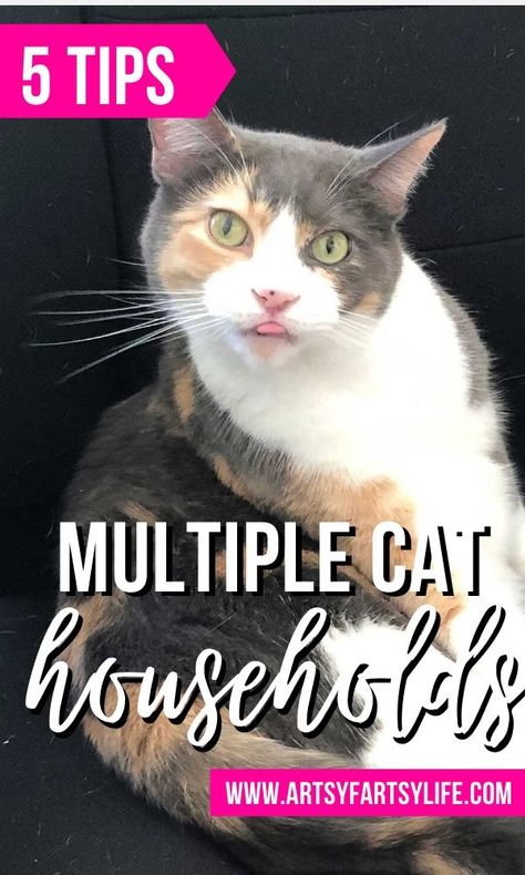 Multi Cat Household, Cat Homes, Kitty Care, Multiple Cats, Living With Cats, House Essentials, 3 Cats, Mother Cat, Cat Hacks