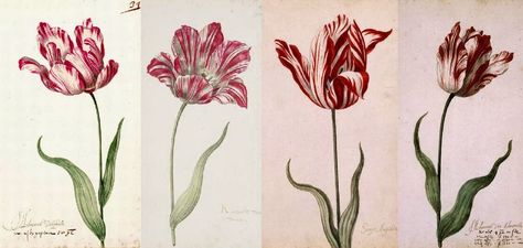 TULIP ‘SEMPER AUGUSTUS’ - DOES IT STILL EXIST? |The Garden of Eaden Semper Augustus, Tulip Tattoo, Dutch Tulip, Rabbit Garden, Seed Shop, Parrot Tulips, Tulip Bulbs, Summer Painting, Peace Lily