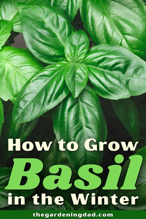 Learn how to grow basil during winter this year. Tips include how to grow basil from seed, in pots, indoors, along with tips on caring, harvesting, and uses! It's the perfect winter gardening activity. #basil #herbs #gardening Regrow Mushrooms, Indoor Basil Plant, Basil Care Indoors, How To Grow Basil Indoors, Basil Indoors Growing, Tips For Growing Basil, Care For Basil Plant, Container Herbs, Growing Basil Indoors In Winter