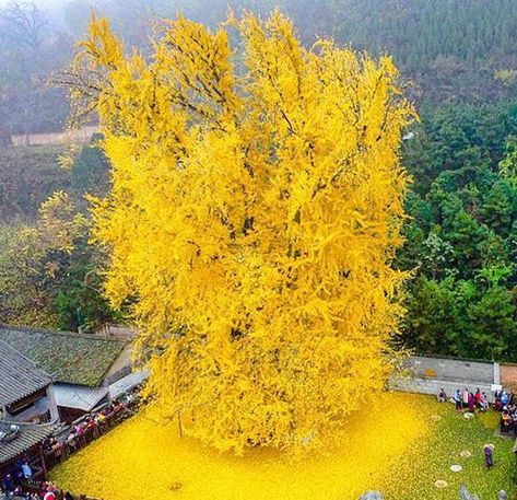 Ginkgo Biloba - The Lost Herbs Japanese Backyard, Gingko Tree, Ginkgo Biloba Tree, Maidenhair Tree, Ginko Biloba, Gingko Biloba, Living Fossil, Ginkgo Tree, Chinese Herbal Medicine