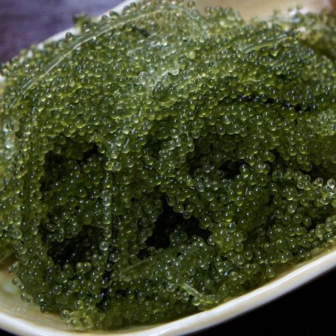 Sea Grapes green caviar. Steamed rice onsen egg soy sauce & umi budo Spirulina Benefits, Sea Grapes, Edible Seaweed, France Food, Crunchy Salad, Sea Vegetables, Whole Foods, Cebu, Seaweed Salad