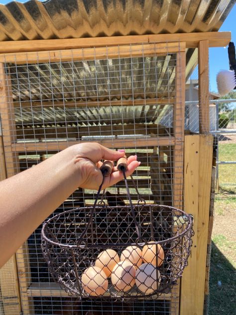 #farmlife #eggs #aesthetic #chickens #farmfresheggs #farmanimals #farmgirl Chicken Eggs Aesthetic, Hobby Farm Aesthetic, Farmlife Aesthetic, Chickens Aesthetic, Eggs Aesthetic, Farming Aesthetic, Desert Cowgirl, Chicken Aesthetic, Cowgirl Era