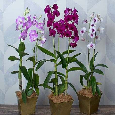 Dendrobium Orchids Care, Best Plants For Home, Ground Orchids, Dendrobium Orchid, Flower Identification, White Flower Farm, Types Of Orchids, Growing Orchids, Purple Plants