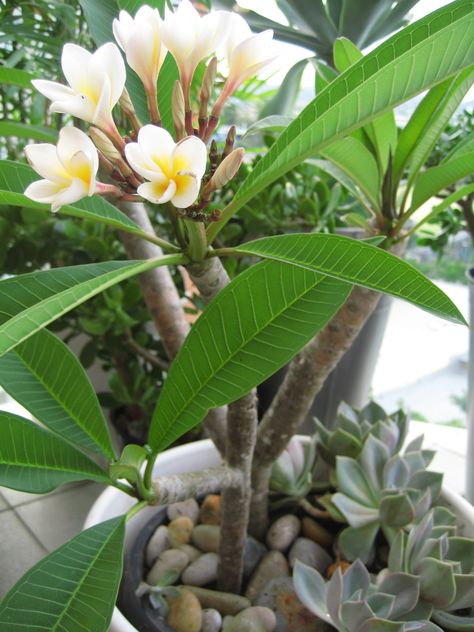 Plumeria Care, Jade Plant Care, Plumeria Tree, Flower Pot Design, Plumeria Flowers, Jade Plants, Cactus Y Suculentas, Propagating Plants, Tropical Landscaping