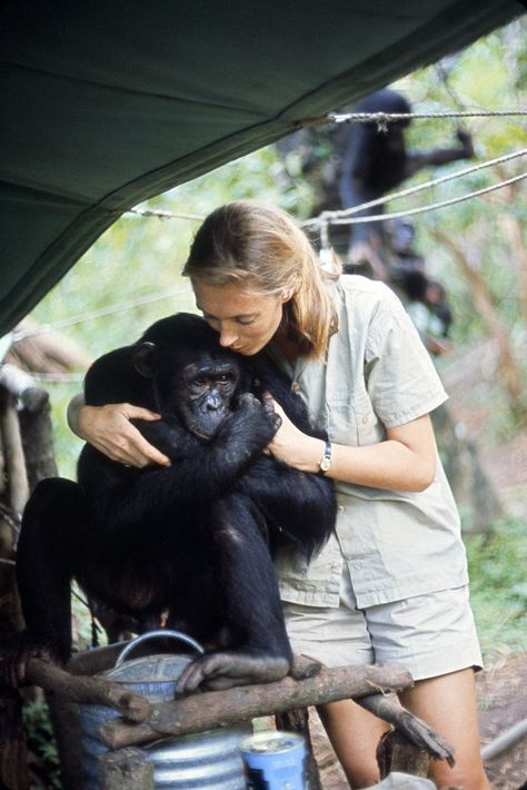 Jane Goodall found that wild chimpanzees experience emotions much like those of human beings. (Photo by Hugo van Lawick, National Geographic Society) Dian Fossey, National Geographic Photography, Wildlife Biologist, Jane Goodall, Pose Fotografi, Great Ape, Wildlife Conservation, Zoology, Primates