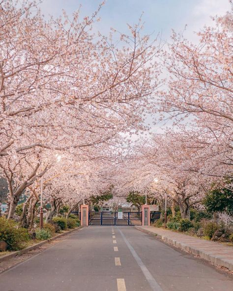 Cherry Blossom in Jeju Island.🌸 Jeju Island Wedding, Spring Aesthetic Korea, Cherry Blossom Korea Seoul, Cherry Blossom Aesthetic Korean, Cherry Blossom Korea, Korea Library, Korean Cherry Blossom, Yeouido Park, Spring In Korea