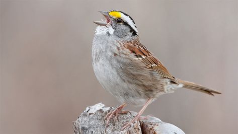 White Throated Sparrow Bird, Colorado Birds, Aesthetic Cute Wallpaper, Beak Mask, Sparrow Art, Tattoo Nature, Animals Tattoo, Photography Animals, Bird Quotes