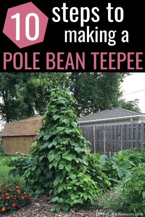 Planting Green Beans, Green Beans Garden, Bean Teepee, Bean Garden, Growing Green Beans, Growing Beans, Homesteading Ideas, Garden Poles, Pole Beans