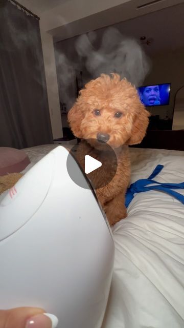 Sevyn The Mini Goldendoodle on Instagram: "we love a good steam! 
♡
♡
♡
♡
♡
♡
#puppy #puppylove #goldendoodle #doodlesofinstagram #goldendoodlepuppy #puppygram #puppylife #puppystagram" Mini Goldendoodle Puppies, Mini Goldendoodle, Goldendoodle Puppy, Goldendoodle, Love A, Puppy Love, Steam, Doodles, Puppies