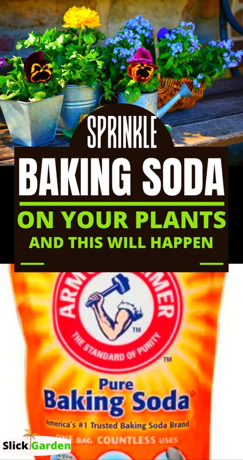 SPRINKLE BAKING SODA ON YOUR PLANTS AND THIS WILL HAPPEN. Just sprinkle a few tablespoons of baking soda on the top. Baking soda will absorb some smell, also fix the acidity level of composting layers. Baking Soda For Plants, Baking Soda Shampoo Recipe, Liver Care, Baking Soda Benefits, Baking Soda Water, Shampoo Recipe, Garden Remedies, Soda Brands, Garden Bags