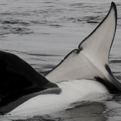 Orca Aesthetic, Save The Whales, White Whale, Most Beautiful Animals, Ocean Vibes, White Sea, Winter Aesthetic, White Aesthetic, Black Aesthetic