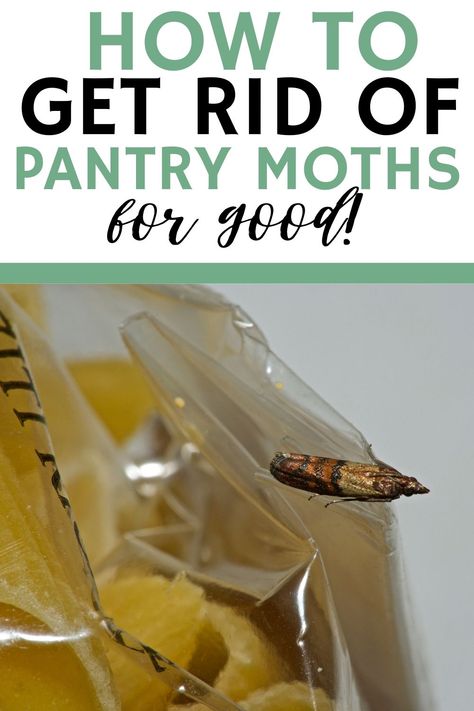 How to get rid of pantry moths. Learn the best pantry moth remedies, plus how to prevent pantry moths in the future. Pantry Bugs, Getting Rid Of Moths, Clean Pantry, Pantry Moths, Moth Repellent, Diy Cleaning Solution, Diy Pantry, Diy Home Cleaning, Bug Repellent