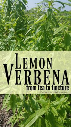 Lemon Verbena Medicinal Uses, Lemon Verbena Tincture, How To Use Lemon Verbena, What To Do With Lemon Verbena Leaves, Uses For Lemon Verbena, Lemon Verbena Uses, Lemon Verbena Plant, Verbena Plant, Medicinal Garden