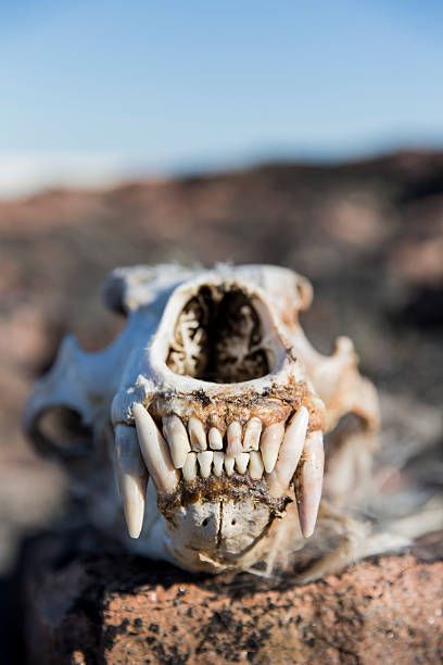 The cultural significance of bears is shown in the widespread usage of bear teeth in traditional medicine and jewellery. Bears are wild animals that must be approached with extreme caution ...  Read more The post Describing the Be... Polar Bear Skull, Bear Teeth, Nunavut Canada, Bear Species, Bear Skull, Black Bear Cub, Cave Bear, Canine Tooth, Animal Teeth