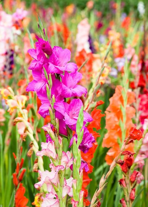 Gladiolus: How to grow glamorous gladiolus flowers | Better Homes and Gardens Growing Gladiolus, Gladioli Flower, Gladiolus Bulbs, Flower Growing, Summer Flowering Bulbs, Gladiolus Flower, Growing Lavender, Growing Dahlias, Gladioli