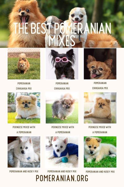 Pomeranian hybrid dogs or Pomeranian mixes are a result of crossing two different breeds. Pomeranian Mix Breeds, Pomeranian Mix Puppies, Pomeranian Chihuahua Mix, Pomeranian Chihuahua, French Bulldog Mix, Pomeranian Mix, Maltese Mix, Pug Mix, Designer Dogs