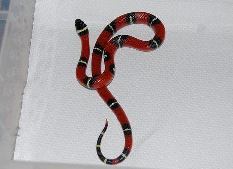 Striped Snake, Structures Art, Milk Snake, Garter Snake, Reptiles And Amphibians, Lizards, Amphibians, Snakes