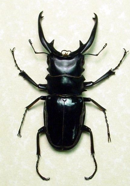 Black Beetle, Beetle Insect, Cool Bugs, Termite Control, Victorian London, Stag Beetle, A Bug's Life, Beetle Bug, Penny Dreadful