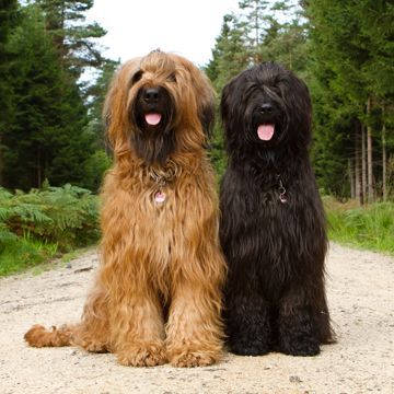 Briard Dog, Dog Zodiac, Every Dog Breed, Black Russian Terrier, Skai Jackson, Black Russian, Hypoallergenic Dogs, Cheap Dogs, Dog Dental Care