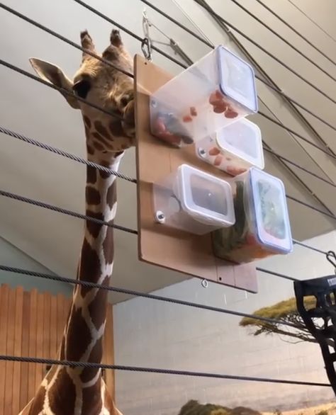 Giraffe enrichment. Video: Como Park Zoo & Conservatory | Enrichment  activities, Enrichment projects, Enrichment puzzles Giraffe Enrichment, Hoofstock Enrichment, Bear Enrichment, Equine Enrichment, Primate Enrichment, Animal Management, Zoo Enrichment, Giraffe Facts, Enrichment Projects