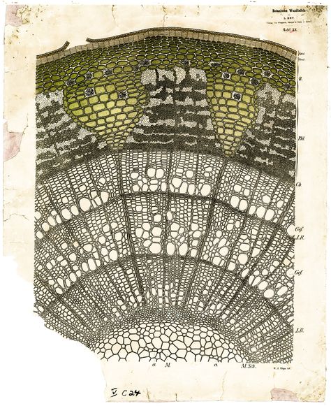 Stem Tillia sp. (Probably Tilia cordata^ cross section) Plant Anatomy, Illustration Botanique, Plant Cell, Antique Illustration, Chart Design, Scientific Illustration, Botanical Drawings, Patterns In Nature, Lace Knitting