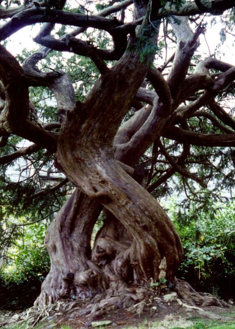 Muse Board, Weird Trees, Yew Tree, Amazing Trees, Ancient Trees, Magical Tree, Sacred Tree, Beautiful Trees, Old Tree