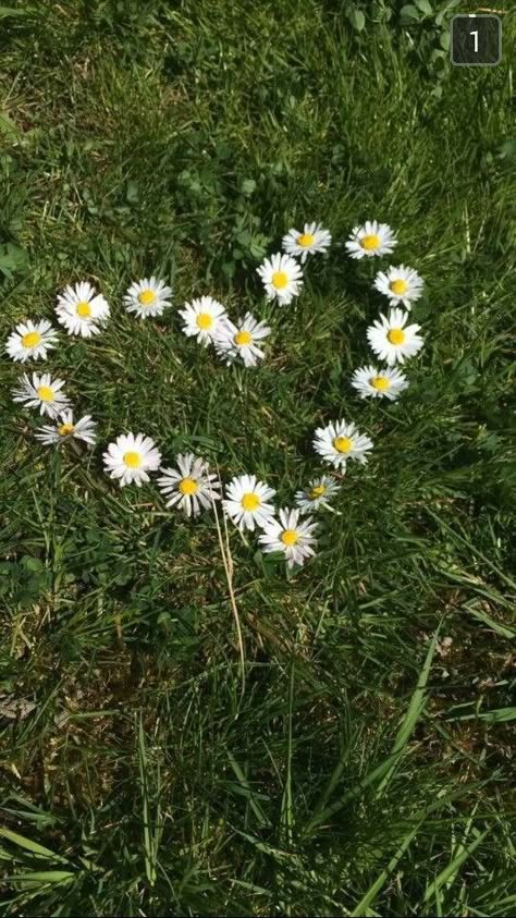 Aesthetic Daisy Pictures, Flower Patch Aesthetic, Daisy Chain Aesthetic, Flowers Asethics, Daisy Flower Bouquet Aesthetic, Daisy Flower Aesthetic Vintage, Daisy's Aesthetic, Daisy Core Aesthetic, Husna Core