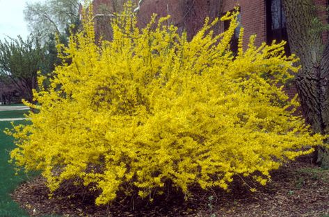 Forsythia Bush, Perennial Garden Plans, Yellow Spring Flowers, Perennial Shrubs, Planting Shrubs, Low Maintenance Landscaping, Garden Shrubs, Garden Types, Low Maintenance Garden