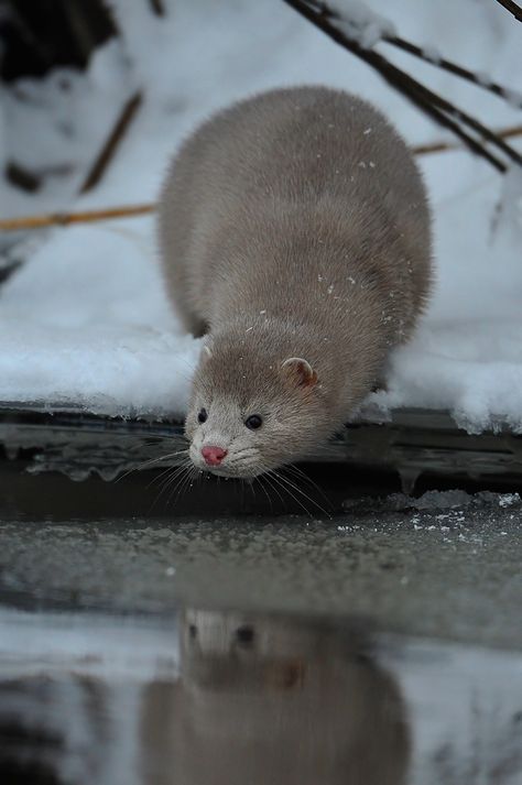 . Otter Love, Little Critter, Cute Animal Pictures, Sweet Animals, An Animal, Animal Photo, Ferret, Cute Funny Animals, Animals Friends