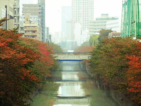 Meguro River in Tokyo- beginning of autumn Tokyo Autumn, Meguro River, Japan Trip, Motivation Board, Japan Travel, Tokyo, Japan