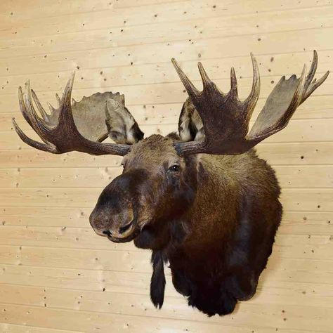 Moose Head Decor, Moose Mount, Moose Pics, Hunters Cabin, Taxidermy For Sale, Fish Mounts, Animal Taxidermy, Deer Species, Moose Head