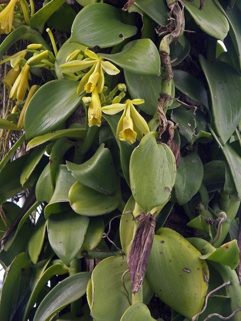 Vanilla Farm, Growing Vanilla, Grow Vanilla Beans, Vanilla Planifolia, Vanilla Plant, Botanical Inspiration, Flowers Growing, Homestead Gardens, Vanilla Beans