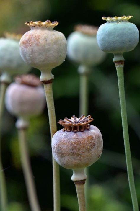 Poppy Seed Pods, Poppy Pods, Strange Flowers, Seed Heads, Flower Close Up, Faeries Gardens, California Poppy, Poppy Seed, Garden Art Sculptures