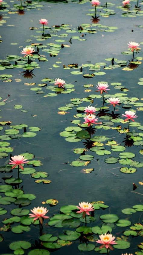 Edit Home Screen, Home Screen Widgets, 숲 사진, Water Lilies Painting, Lotus Flower Pictures, Aesthetic Widgets, Find Aesthetic, Water Lilly, Icons App