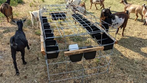 Creep Feeders For Goats, Goat Feeder Ideas For Grain, Goat Mineral Feeder, Goat Feeder, Cattle Panels, Goat Herding, Goat Care, Pygmy Goat, Barn Living