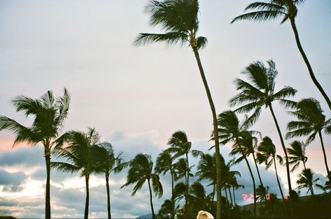 #35mmfilm #film #hawaii #oahu #oahuhawaii Hawaii Oahu Photography, Hawai’i Aesthetic, Hawaii Aesthetic Oahu, Oahu Photography, Hawaii On Film, Creative Juice, Hawaii Oahu, Old Camera, Oahu Hawaii