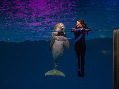 Dolphin Trainer, Beluga Whales, Village Park, Animal Learning, Georgia Aquarium, Whale Sharks, Undersea World, Instagram Dp, A Dolphin