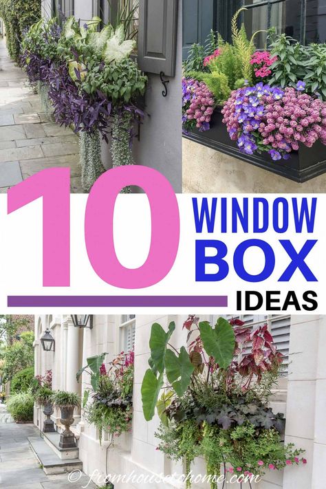 Green Mountain Boxwood, Window Box Ideas, Mailbox Planter, Indoor Gardening Supplies, Impatiens Plant, Window Box Plants, Mailbox Landscaping, Coral Bells Heuchera, Window Box Garden